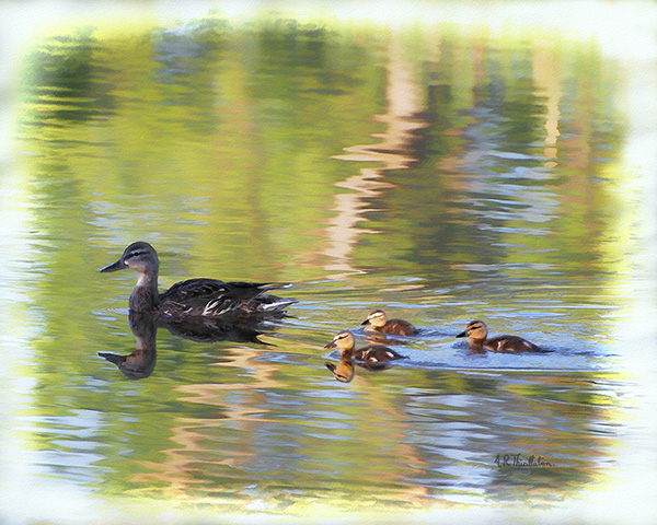 Young-Ducklings